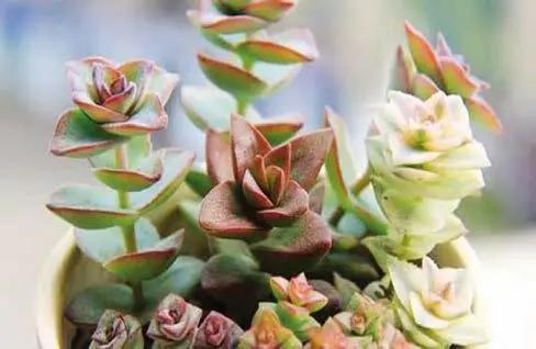 生吃西红柿番茄红素能吸收吗,西红柿怎么样营养价值才高