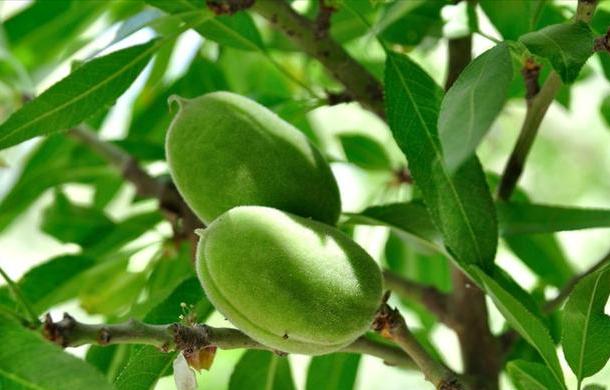 好品质的巴旦木是什么样子,巴旦木与巴旦木区别