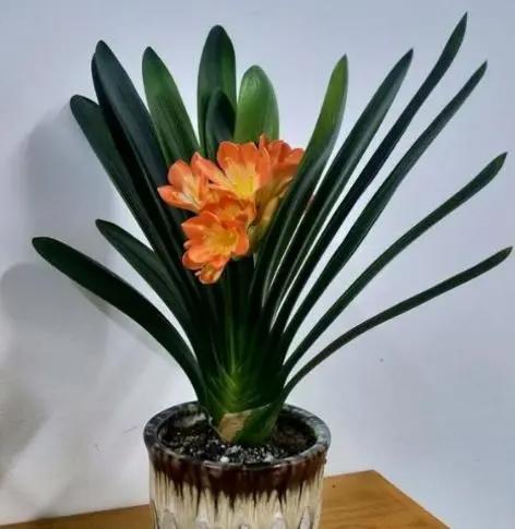 几月份种花比较适合,几月份种花是最好的