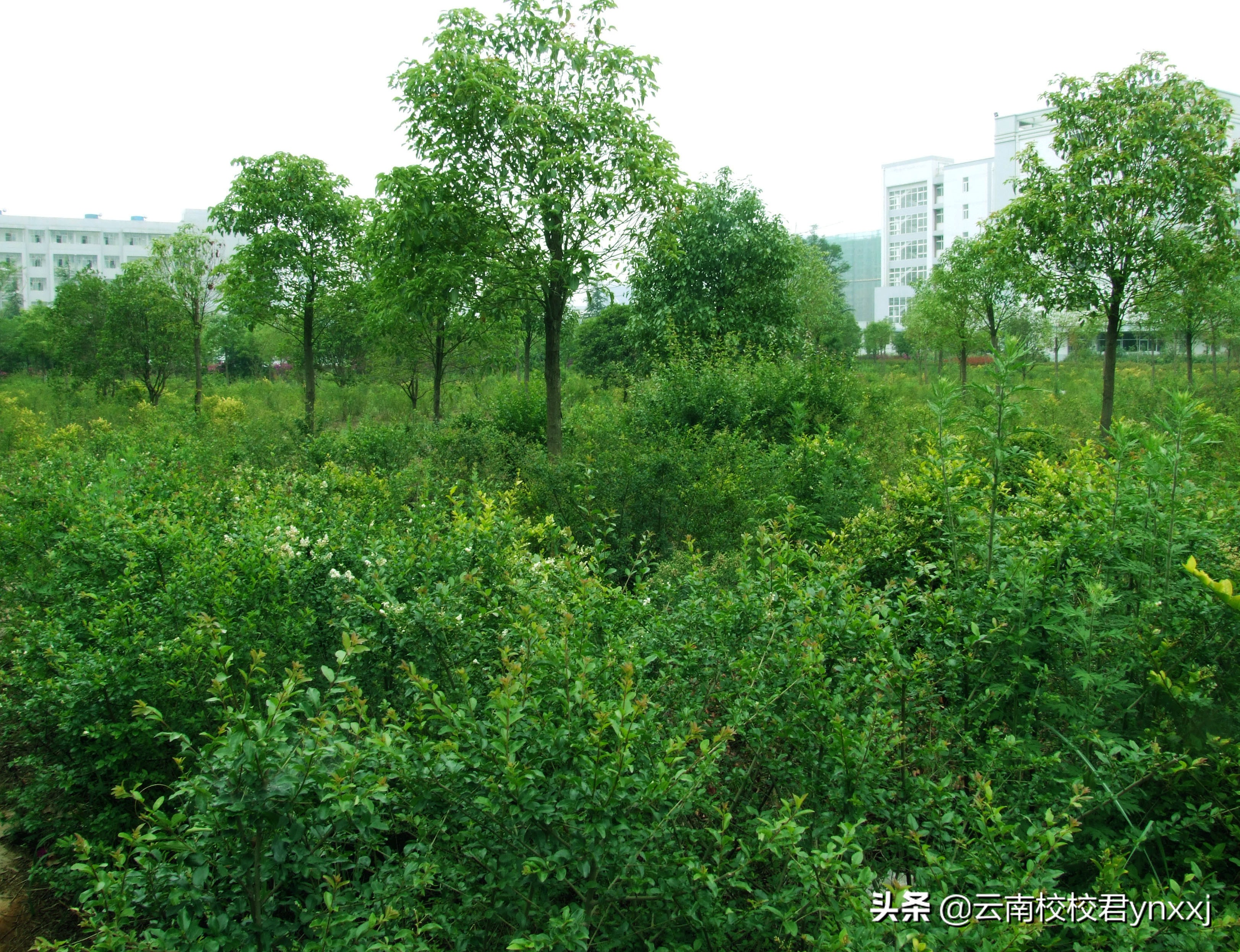 云南曲靖财经学校,曲靖财经学校怎样