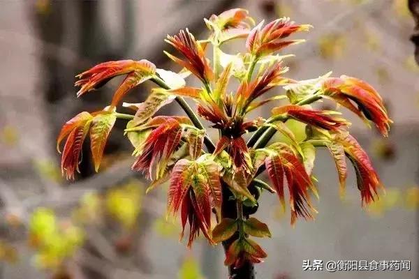 衡阳市食品安全监管局,衡阳县食品安全监管