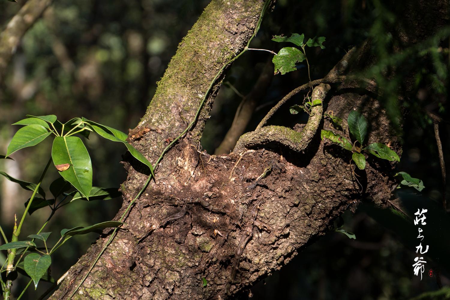 高黎贡山秘境森林,高黎贡山樱花谷温泉