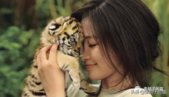 捏住老虎后颈就不敢动了,捏住老虎后颈肉会怎样