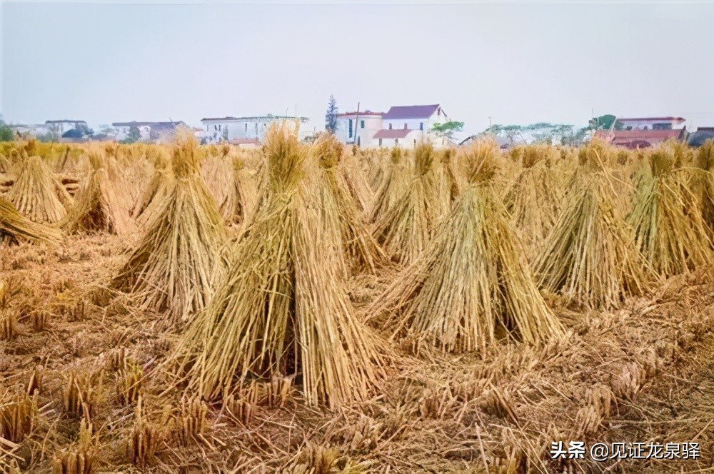 秸秆还田变肥料,如何利用秸秆做有机肥