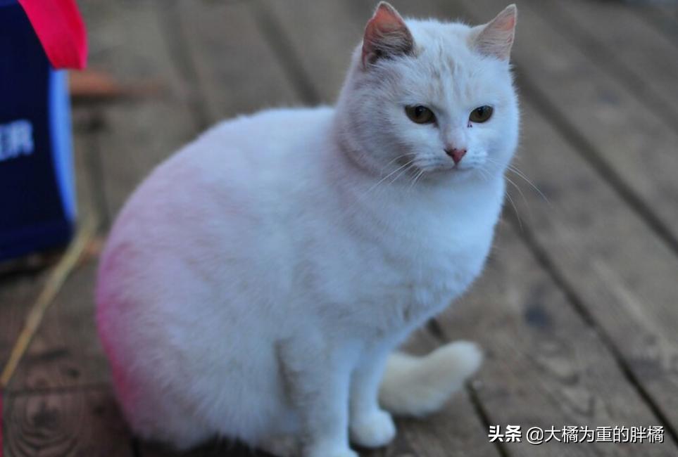 猫咪特别抵触喂东西,猫咪为什么会抵触猫窝