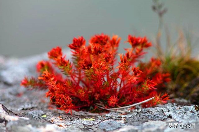 十大冻不死的绿植第一名景天,红景天延年益寿