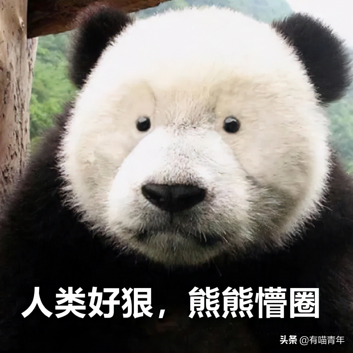 12个动物啪啪啪知识，最后一个想笑死谁？