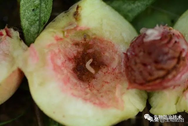 蛀干害虫是钻蛀害虫吗,果树枝干钻蛀害虫图片