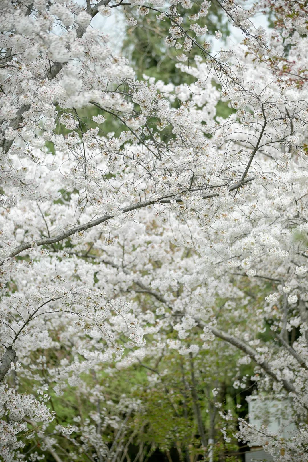 黑莓水果采摘园抖音视频,黑莓花开