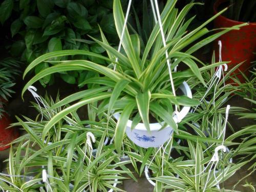 卫生间养这3种花轻松帮你除异味,适合放厕所吸异味的花草