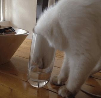 众所周知猫是液体吗,众所周知猫都是液体