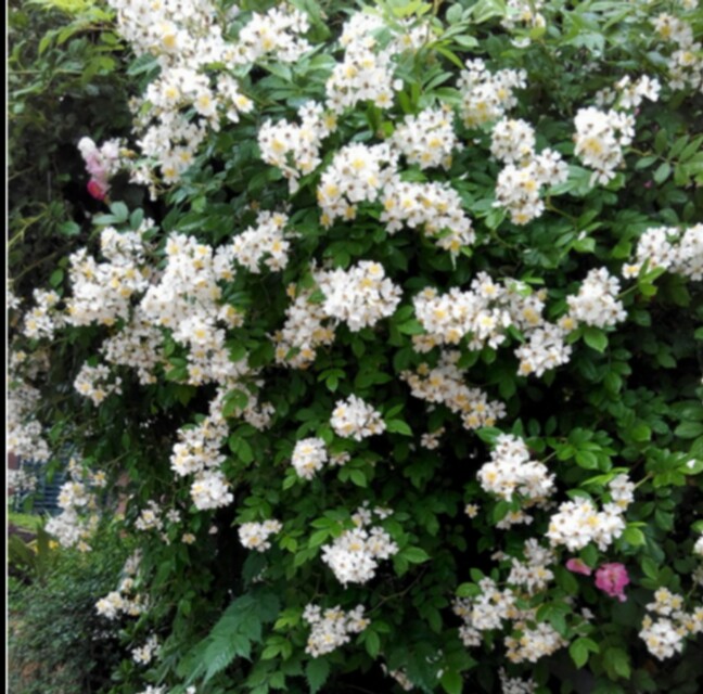 荼蘼不争春寂寞开最晩彭连熙图说十二月花神