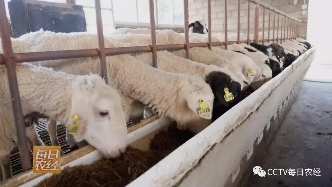 吃得了杜仲，卖的出价钱的羊