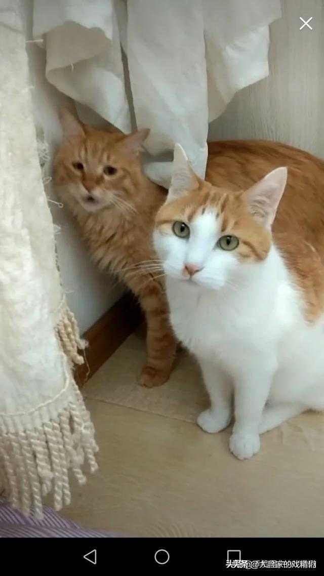 你这样的白橘猫，叫我怎能不爱？