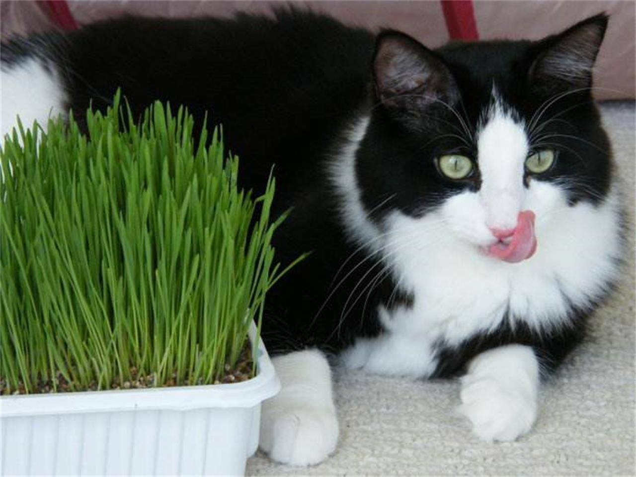 猫咪软便是怎么回事啊,猫咪软便的原因