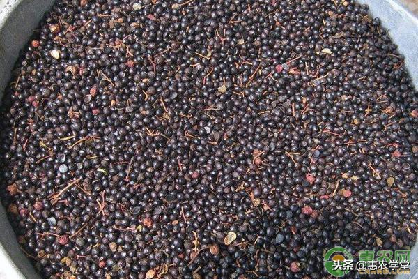 花椒种植有哪些方法,花椒的种植方法和技术