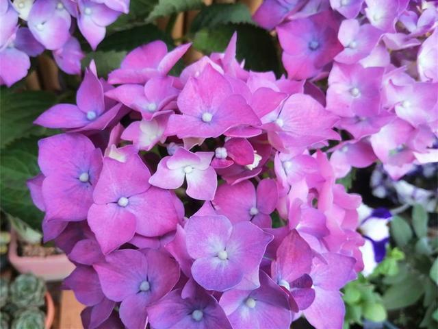 不止因为病虫害,这些原因也可能导致绣球挂掉,但是可以挽救