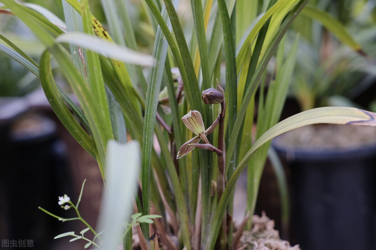 兰花养得好看,兰花养哪种好看还好养