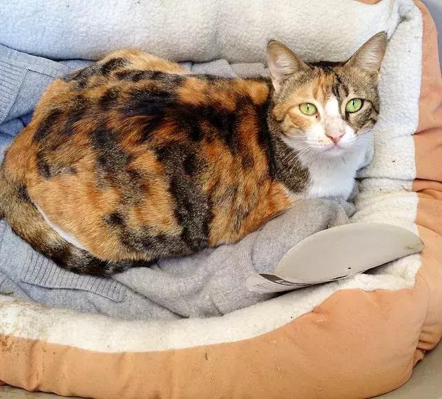 母猫怀孕了铲屎官升级了,猫咪怀孕了铲屎官应该怎么处理