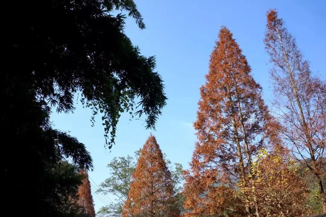 青城山隐居民宿幽悟原宿,睡进乡野民宿