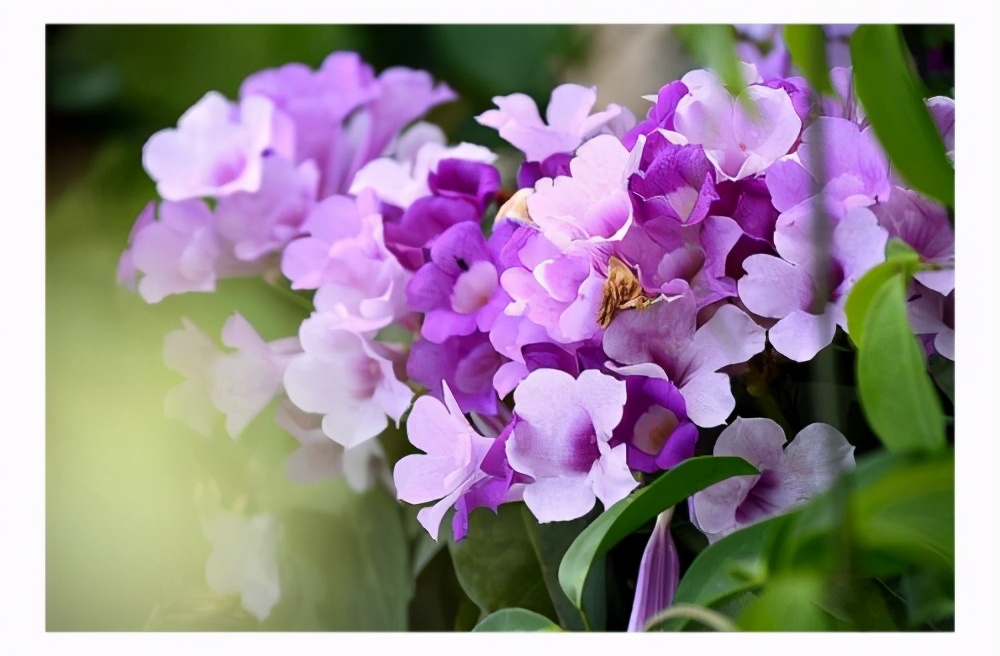 四季都有观赏效果的园林植物,春季开花的园林植物