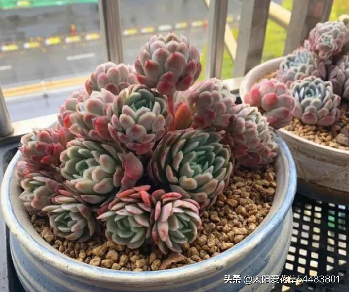 冰梅多肉怎么养才紧密包裹,冰梅多肉怎么养护出状态