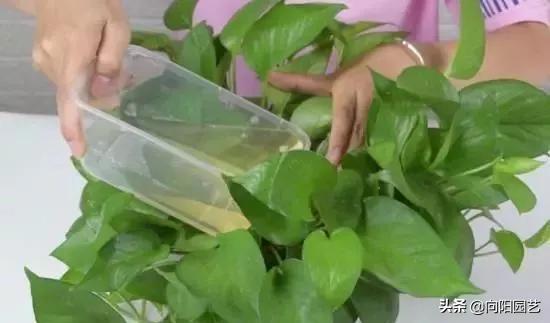 绿萝黄叶浇水过多怎么挽救,绿萝黄叶了怎么养浇点什么水