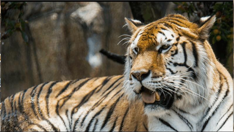 适合做ppt背景的高清大图教学,如何做一个漂亮的ppt背景