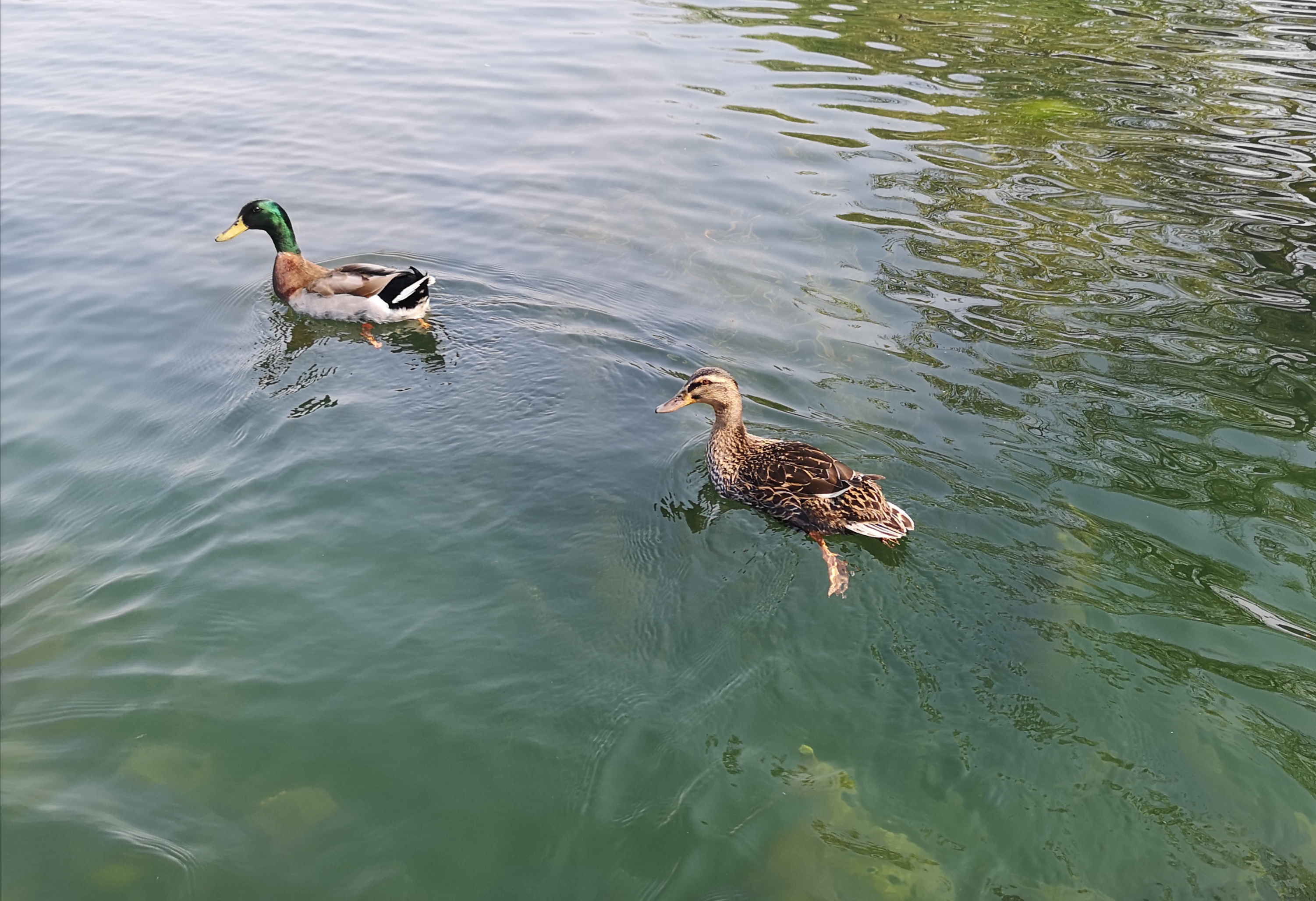 巷里林泉——去不了南方的绿头鸭