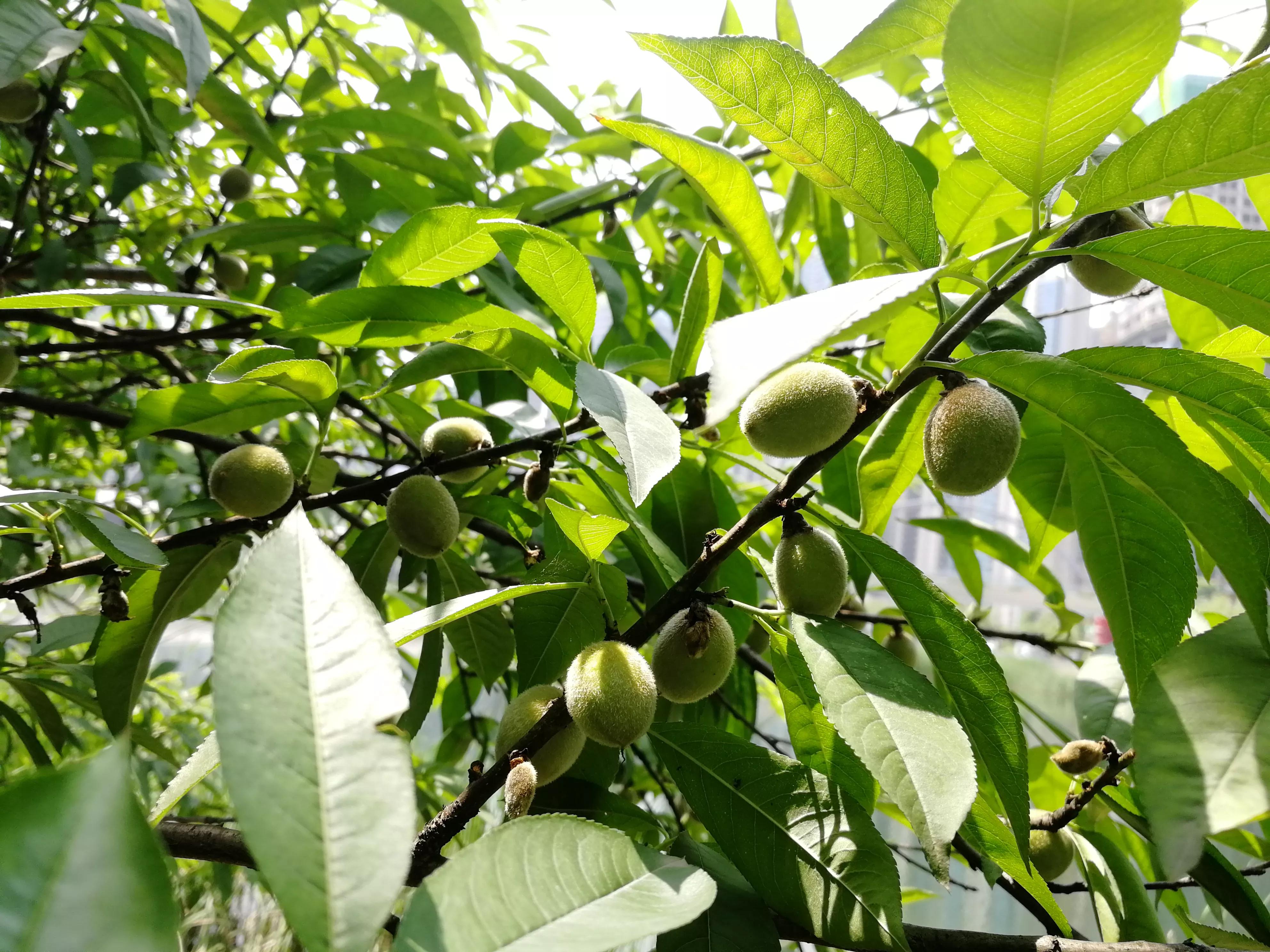 长沙梅溪湖,长沙梅溪湖步步高