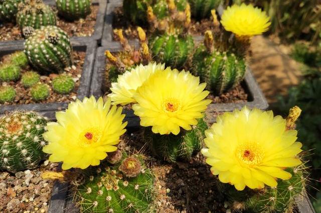 适合阳台种的带香味的花,香味最浓的阳台月季排名