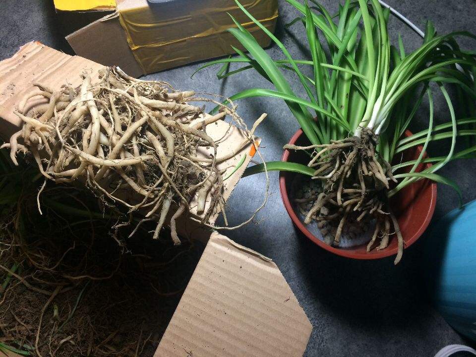 吊兰盆里放香蕉皮好吗,吊兰盆里栽多了