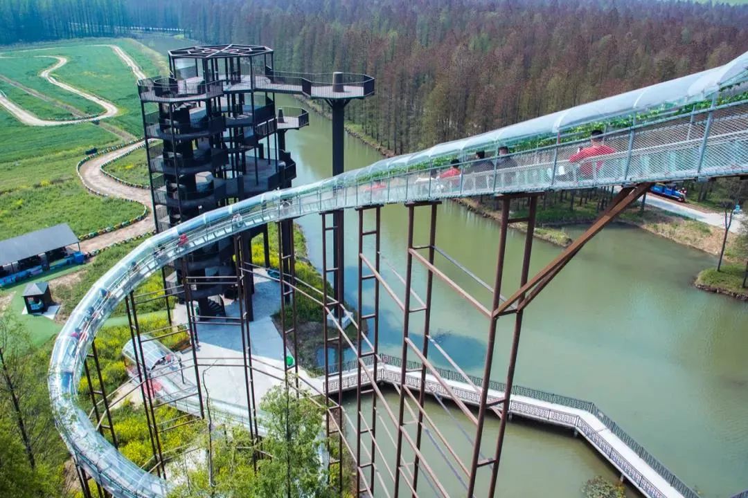 森氧之地,秋游必选!金湖万亩水上森林,真的别有趣味