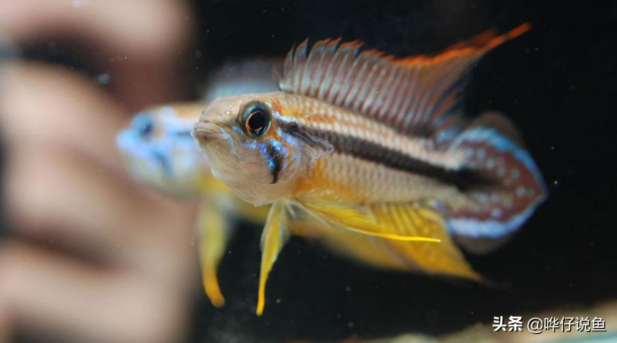 谁说养鱼是男人的专利?女神专属宠物鱼攻略驾到,男人们来提鞋吧