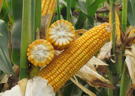 种植玉米高产技术有哪些,积温在2500到3000的高产玉米种子