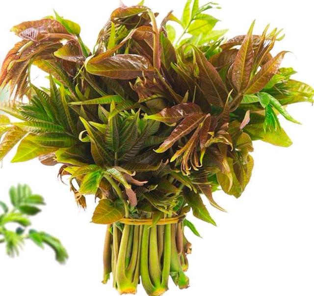 香椿芽的四大经典做法,当下季节最美味美食香椿芽