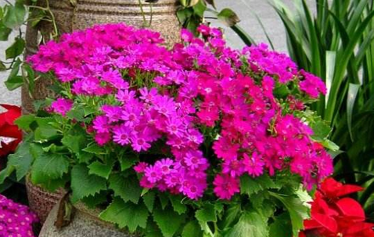 瓜叶菊花的养护方法,瓜叶菊开完花如何养护