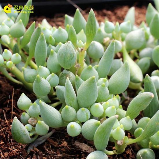 100种常见多肉植物图鉴收藏,1000种多肉植物图鉴及名字