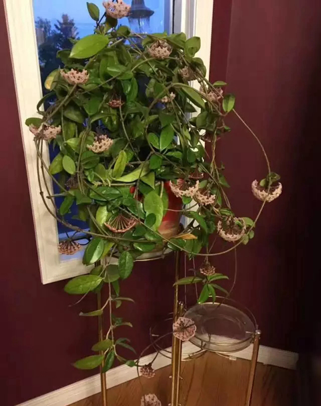 球兰怎么才能开花多,球兰用什么肥可以爆花