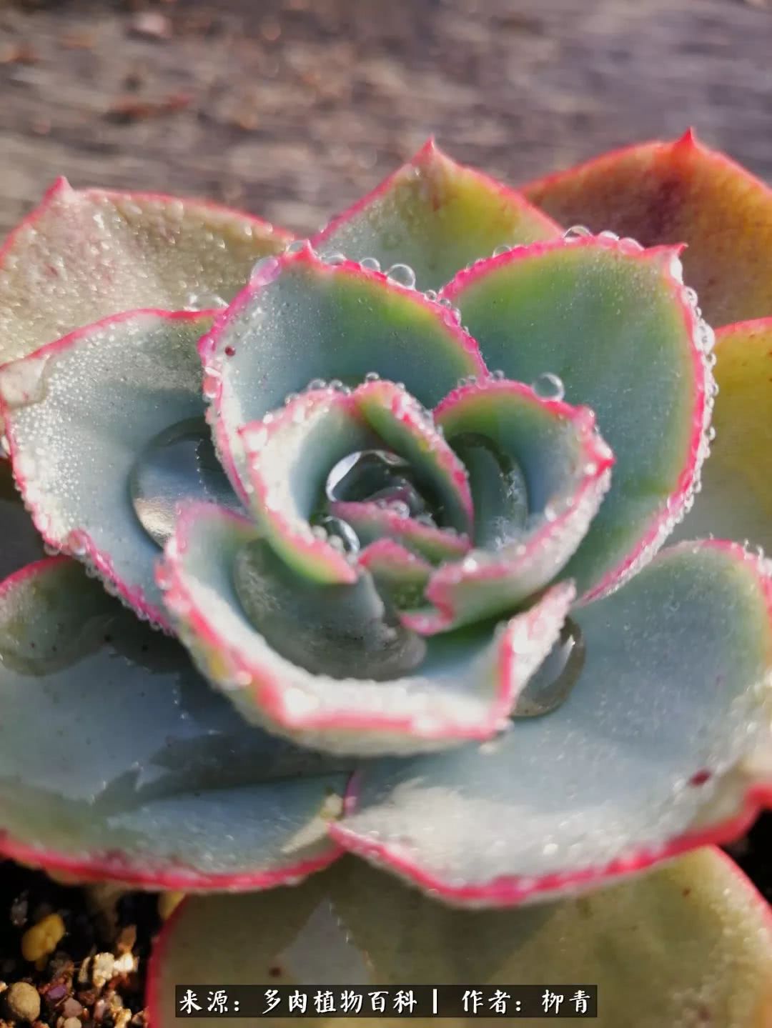 从入卡坑一个月到入卡坑三年,从入坑到现在所有品种开花图