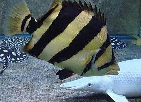 观赏鱼用的东西,观赏鱼饲养哪些器材值得买