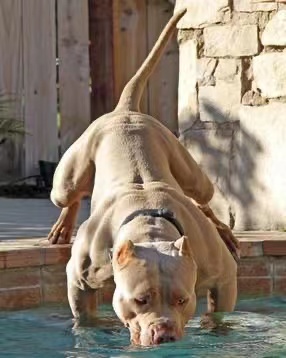 比特犬怎样训练,比特犬要怎么训练