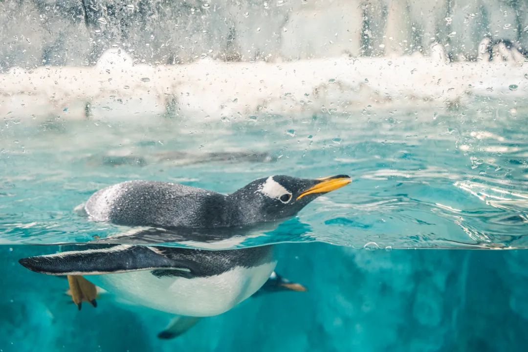 珠海火了！世界级酷炫“蓝天盛宴”，这座宝藏城市必须隆重介绍