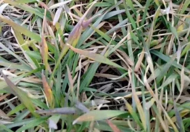 小麦缺肥发黄怎么办,小麦根发黄是什么病