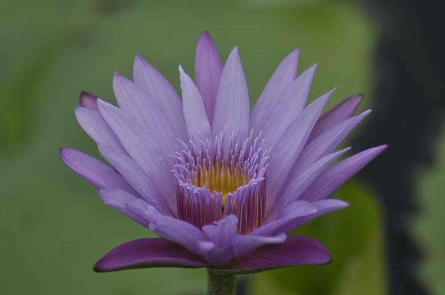 如何快速长头发,怎么样快速长头发