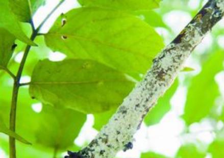 如何防治桑白盾蚧的危害？