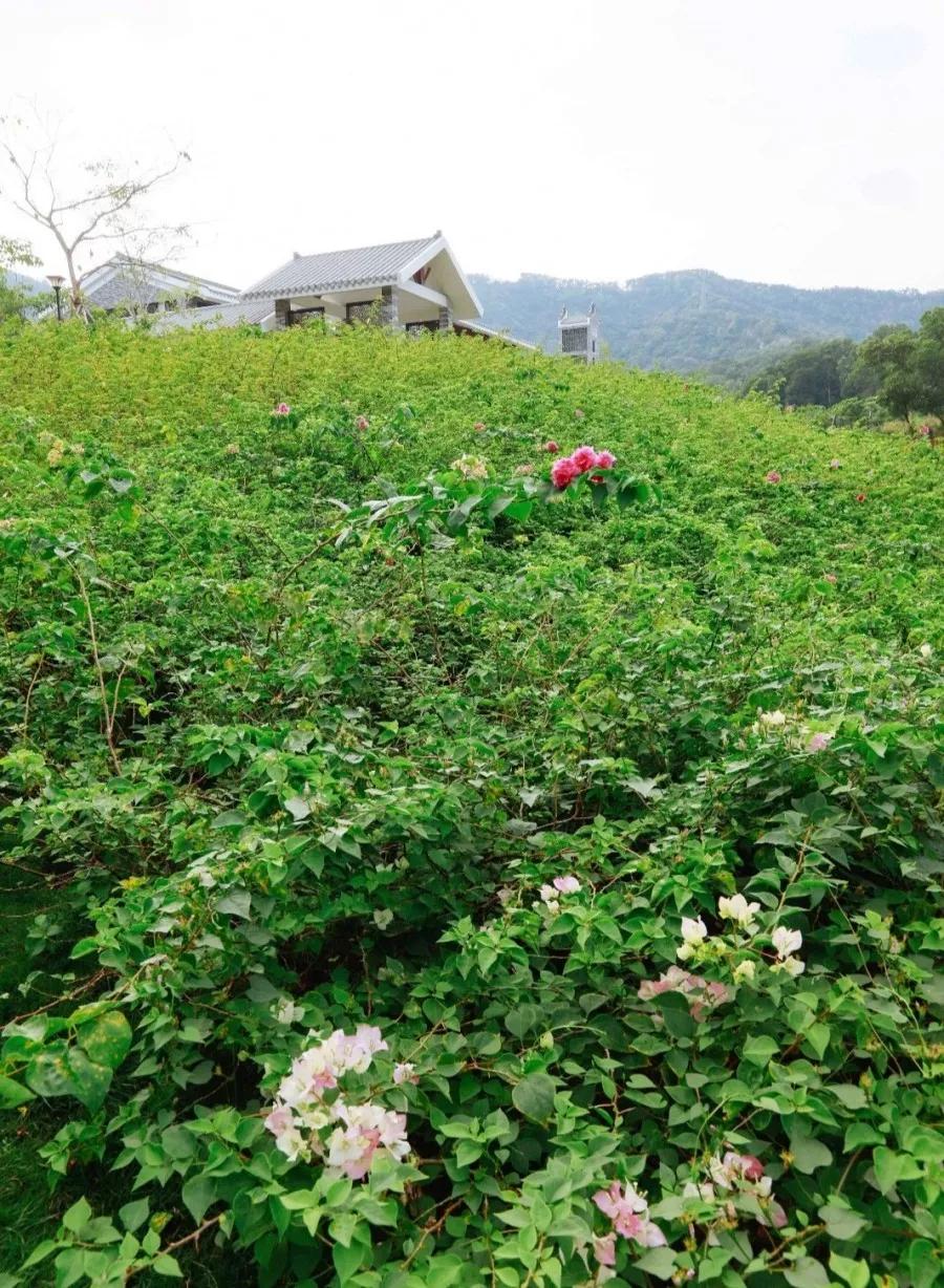 簕竹杜鹃谷公园,好看的杜鹃谷公园