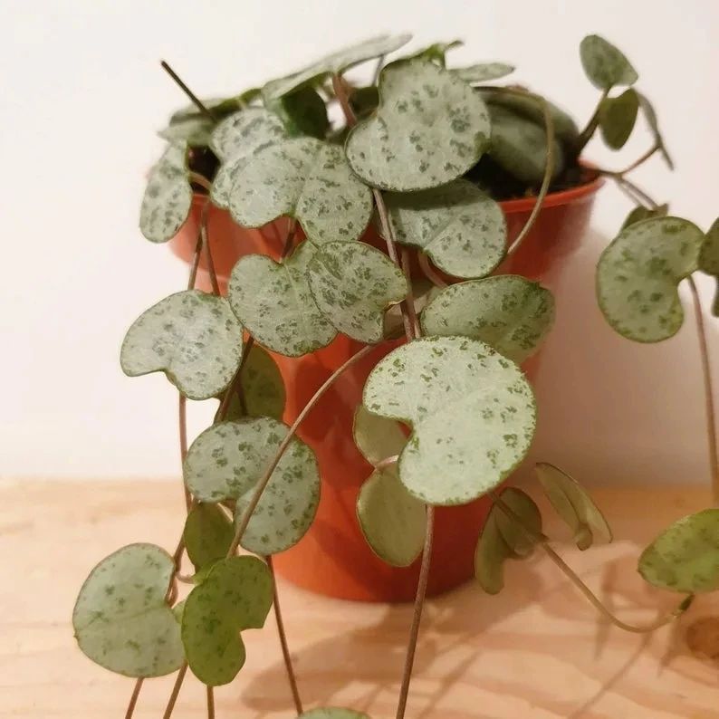 适合室内种植的爬藤植物有哪些,跟绿萝一样好养的爬藤植物