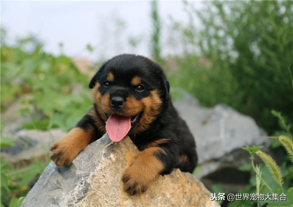 最适合当警犬的狗是哪一个品种,世界上最适合当警犬的五种狗狗