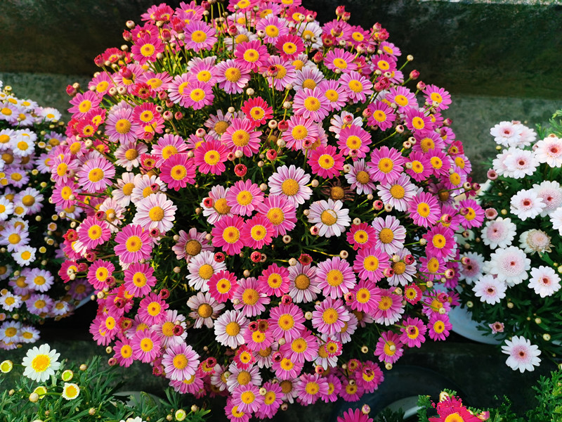 玛格丽特最好养的花,玛格丽特花期多长时间能养成花球